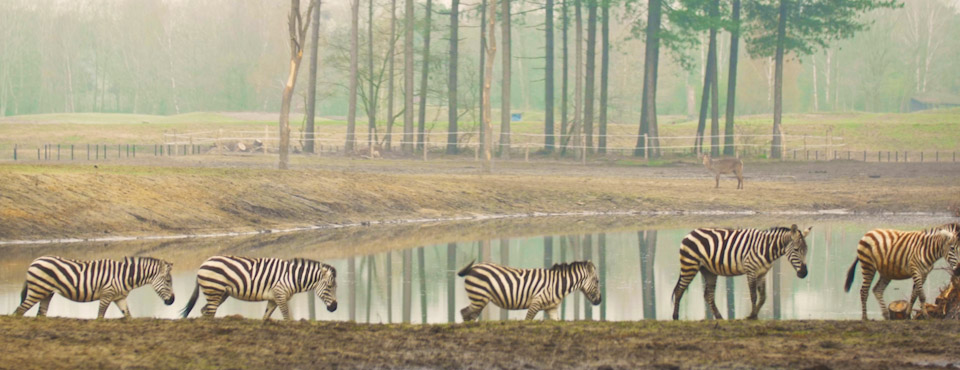 11-zebras